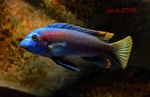 Labeotropheus trewavasae 'Makankha Reef'